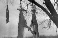 1940-00-00-Honor-Deer-Harvest-Two-Deer-and-Fox