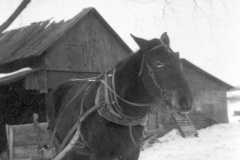 1941-02-01-Arnold-Farm-Horse