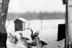 1943-00-00-Ducks