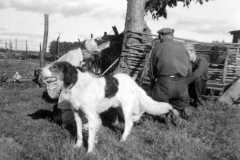 1943-07-01-PFC-ArnoldAE1917-cleaning-fish-3