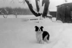 1945-00-00-Arnold-Homestead-Dog-Chum-and-Barn