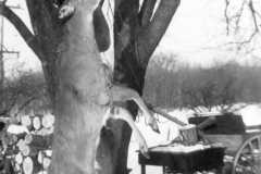 1947-00-00-Big-buck
