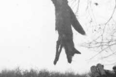 1947-00-00-fox-01