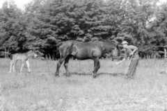 Horse and colt, circa 1949.
