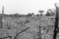 Horse and colt, circa 1949.