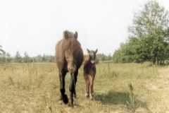 Horse and colt, circa 1949.