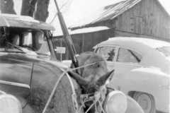 Deer at Dan & Tracie Arnold homestead, circa 1940.