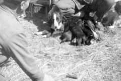 1954-00-00-ArnoldDS1890-puppies