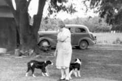 1954-00-00-BalitzTM1896-dogs-01