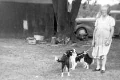 1954-00-00-BalitzTM1896-dogs-02