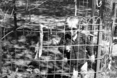 1955-05-01-ArnoldJY1953-cage-01
