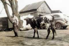 1955-06-01-ArnoldDS1890-Roxie-cow-Colorized