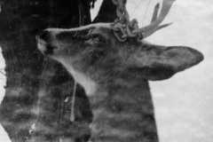 Deer Season, 1956.