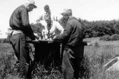1959-00-00-ArnoldLD1929-ArnoldAF1921-ArnoldDS1890-cleaning-fish