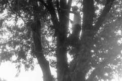 1959-00-00-ArnoldLD1929-tree