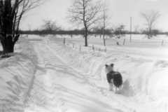 Winter at the Arnold Homestead, 1959.