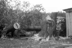 1965-10-01-Honor-Barn-Tree