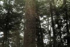 1967-09-04-Hartwick-Pines-2-colorized