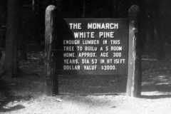 1967-09-04-Hartwick-Pines-3
