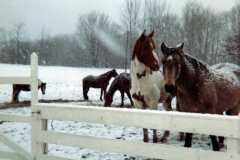 1968-00-00-South-Haven-Horses-
