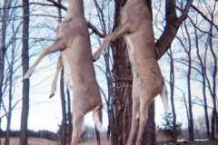 1968-11-15-Deer-Harvest-1