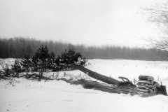 1968-12-31-Tree-Down