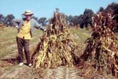 Allen Arnold in a corn field near Lake Ann, October, 1970.
