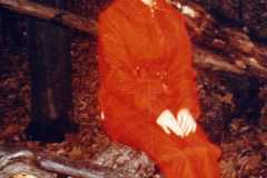 Eleanor Arnold, ready for the hunt, 1970.