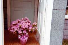 Tracie: Our Easter plant from Allen & Eleanor. April, 1971.