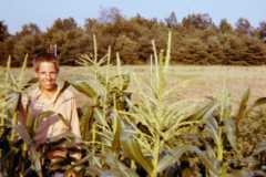 Dan Arnold in the corn, Bexley garden, 1971.