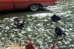 Ducks on the Arnold farm. Allen's snowmobile trailer in foreground, 1971.