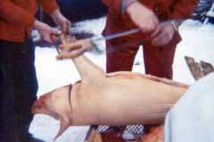 Allen and Laban Arnold cutting up a pig they got off Fortine, deer season, 1971.