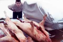 Mike Arnold with butchered pigs, 1971.