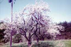 Farm scene at the Arnold homestead, April 1972.