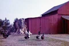 Farm scene at the Arnold homestead, April 1972.