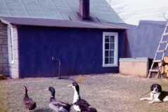 Farm scene at the Arnold homestead, April 1972.