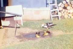 Farm scene at the Arnold homestead, April 1972.