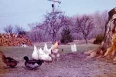 Farm scene at the Arnold homestead, April 1972.