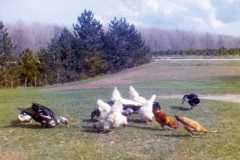 Farm scene at the Arnold homestead, April 1972.