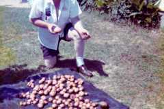 Laban Arnold with potato crop, 1972.