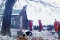 Deer season at the Arnold homestead. Danny's doe, November 1972.