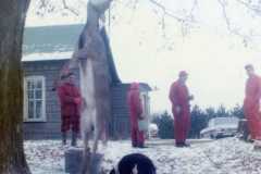 Deer season at the Arnold homestead. Danny's doe, November 1972.