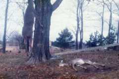 Deer season at the Arnold homestead. November 1972.