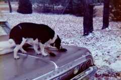 Deer season at the Arnold homestead. November 1972.