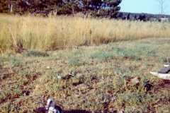 1973-04-30-Honor-Ducks1