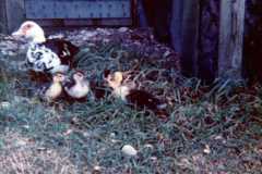 1973-04-30-Honor-Ducks2