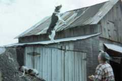 1973-07-01-Honor-Mike-Dog-2