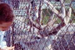 Traverse City Zoo, summer 1973.