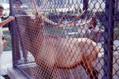 Traverse City Zoo, summer 1973.