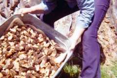 Mushroom hunting at the Arnold homestead, May 1974.
